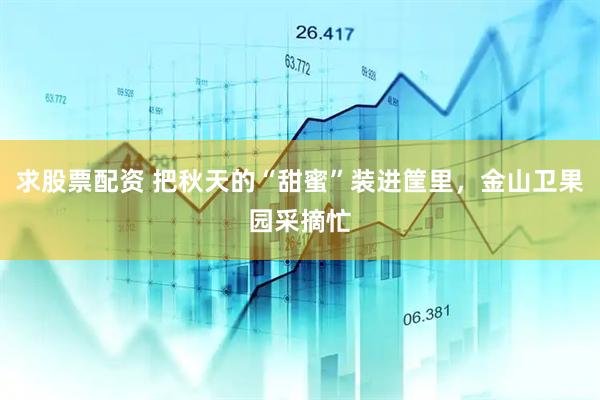 求股票配资 把秋天的“甜蜜”装进筐里，金山卫果园采摘忙